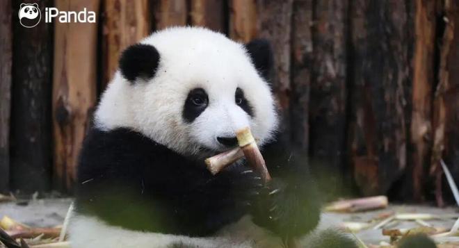 女明星花花有了AI形态(图1)